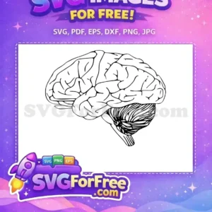 Detailed free SVG outline of a human brain, showcasing cerebrum and cerebellum. Ideal for science designs.