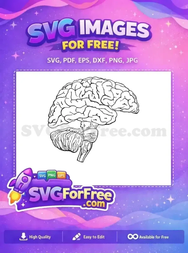 Free human brain anatomy SVG showing cerebrum, cerebellum, and brainstem. Ideal for educational free designs.