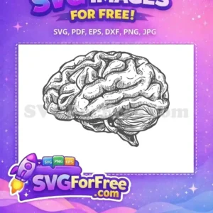 Detailed free hand-drawn human brain SVG, perfect for educational content or creative projects. Download this free art!