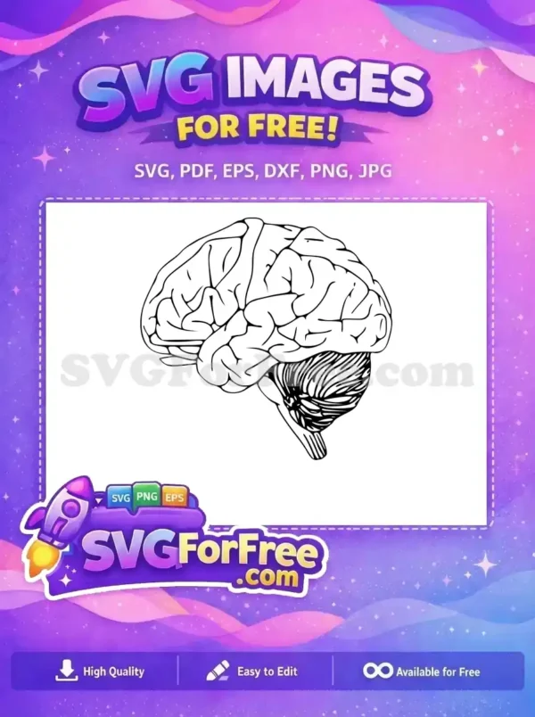 A detailed black and white outline of a human brain, seen from the side. This free SVG design is ideal for anatomical studies, educational materials, or creative projects.