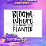 Free Bloom Where Free Planted Flowers Garden Free SVG - Instant Download