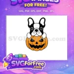 Free Boston Terrier Dog Free Jack O Lantern Halloween Free SVG - Instant Download