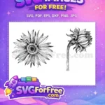 Free Detailed Line Art Free Black and White Sunflower Free SVG - Instant Download
