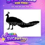 Free Detailed Crest Free Elegant Tail Peacock Free SVG 2 - Instant Download