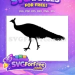 Free Detailed Tail Free Standing Pose Peacock Free SVG - Instant Download