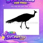Free Walking Peacock Silhouette Free Detailed Tail Feathers Bird Free SVG - Instant Download