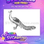 Free Detailed Plumage Free Exotic Bird Peacock Free SVG 2 - Instant Download