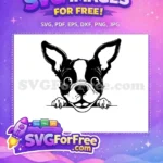 Free Peeking Boston Terrier Free Smiling Face Cute Free SVG - Instant Download